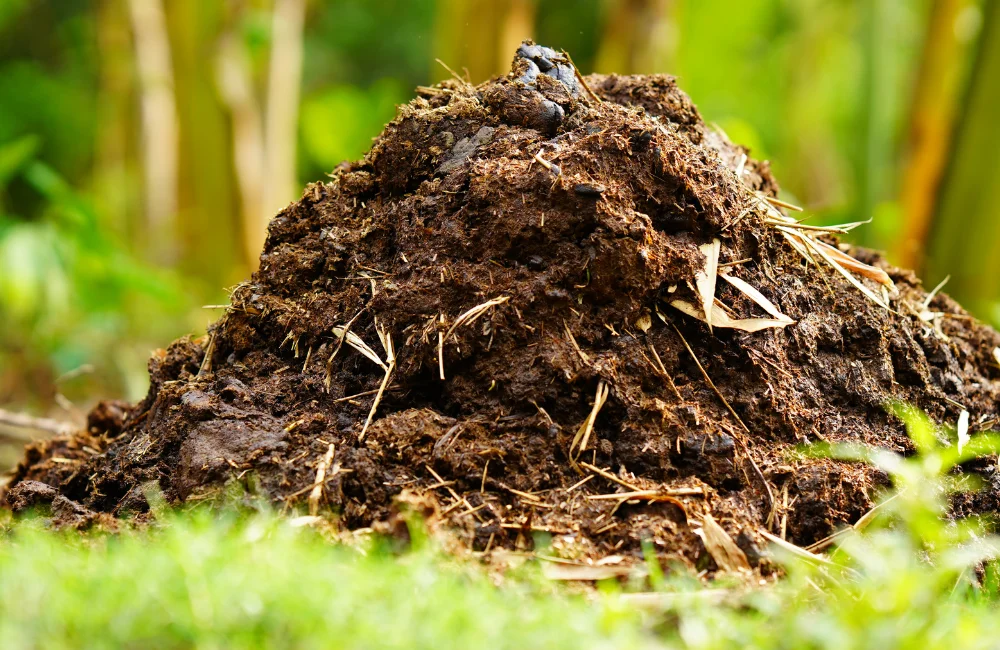 วิธีใส่ปุ๋ยอินทรีย์