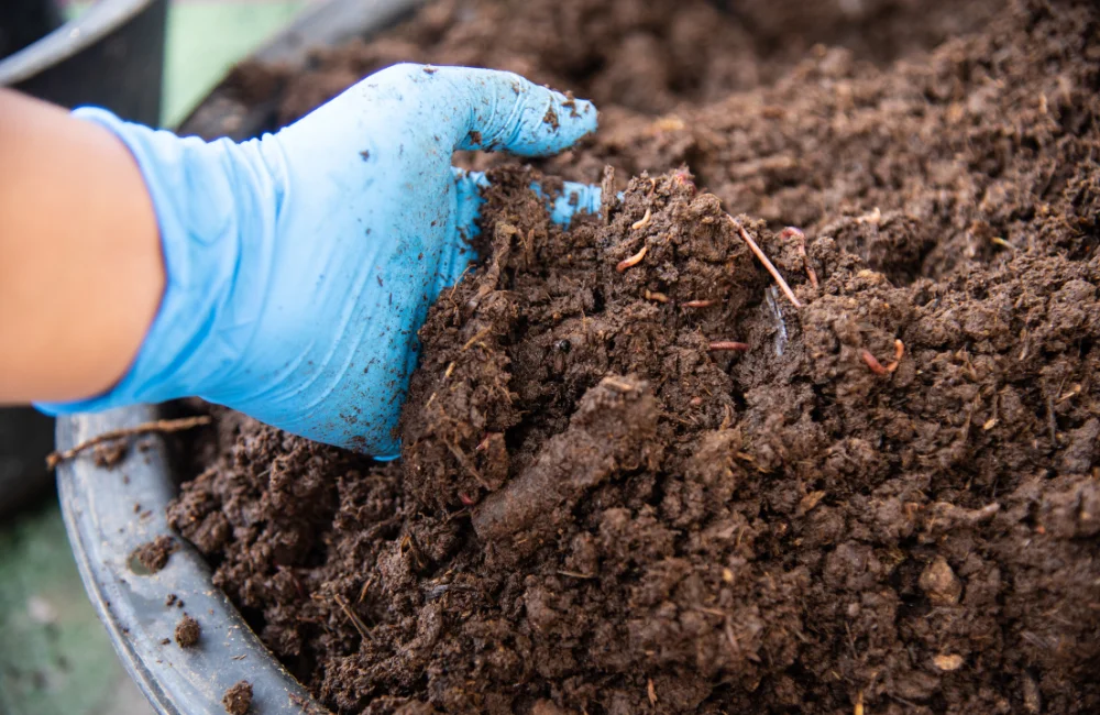 วิธีใส่ปุ๋ยชีวภาพ