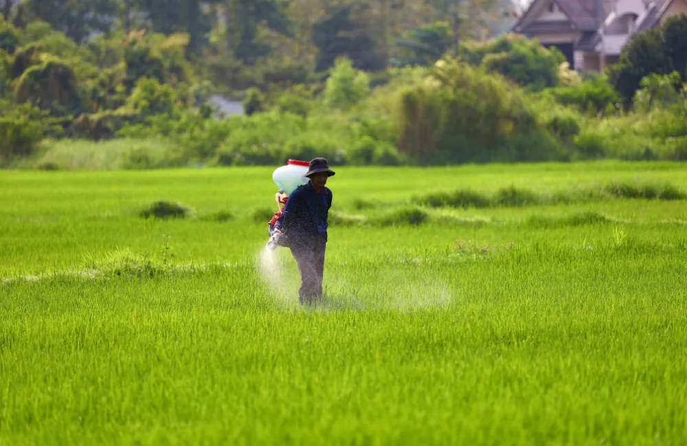 วิธีใส่ปุ๋ย มีกี่วิธี