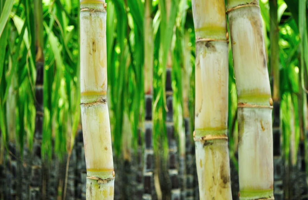 ท่อนพันธุ์อ้อย