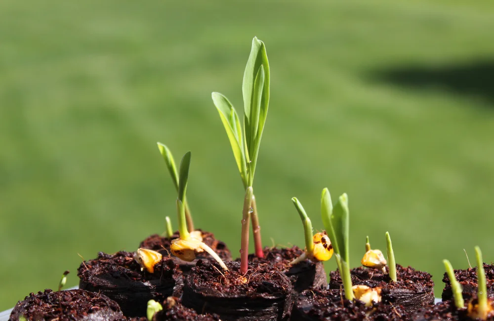 ขั้นตอนการปลูกข้าวโพด