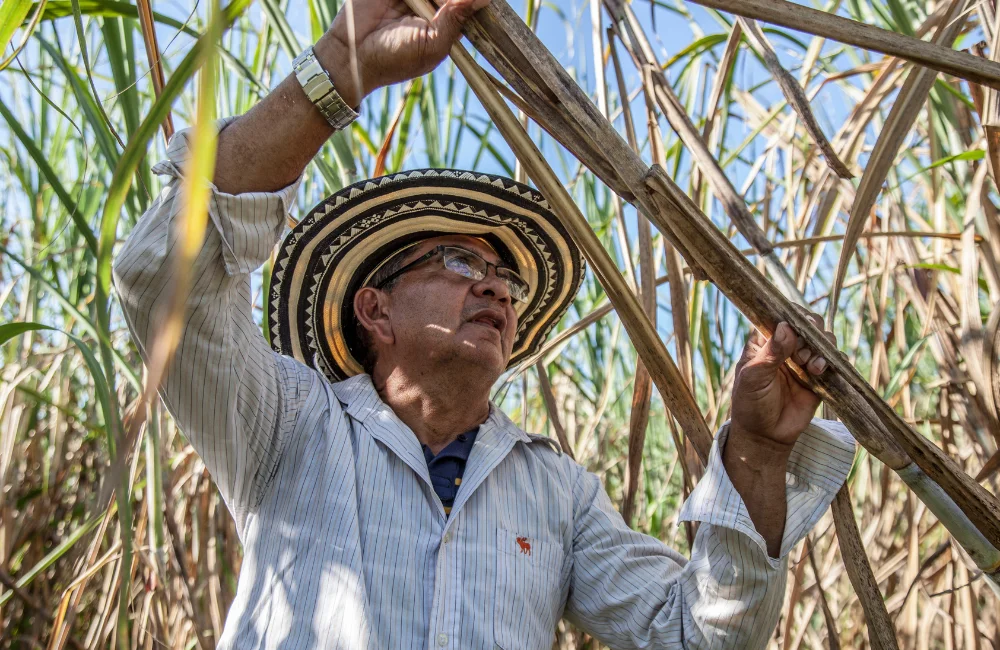 การดูแลอ้อยให้ได้คุณภาพ