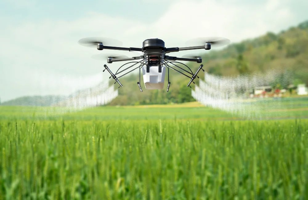 วิธีปลูกผักกาดขาวง่าย ๆ