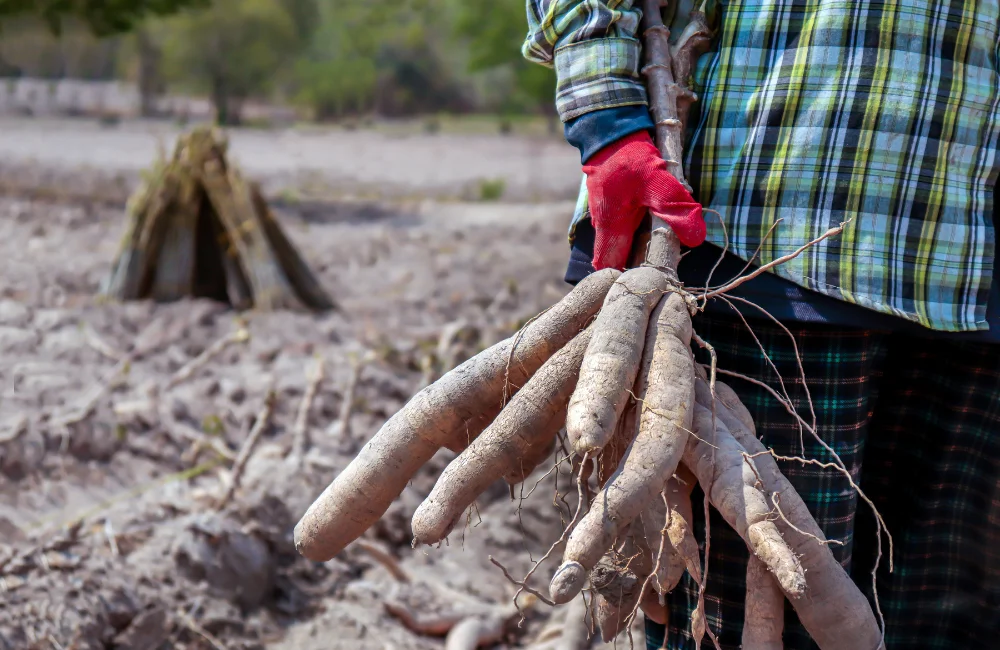 มันสำปะหลังคืออะไร)