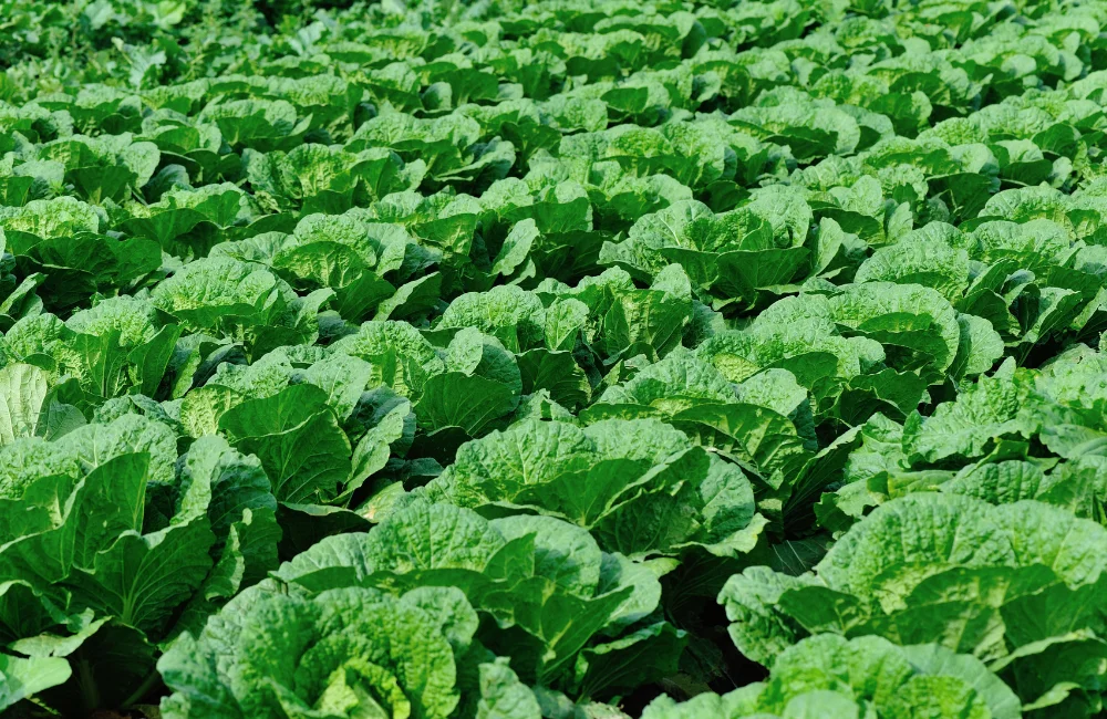 วิธีปลูกผักกาดขาวง่าย ๆ