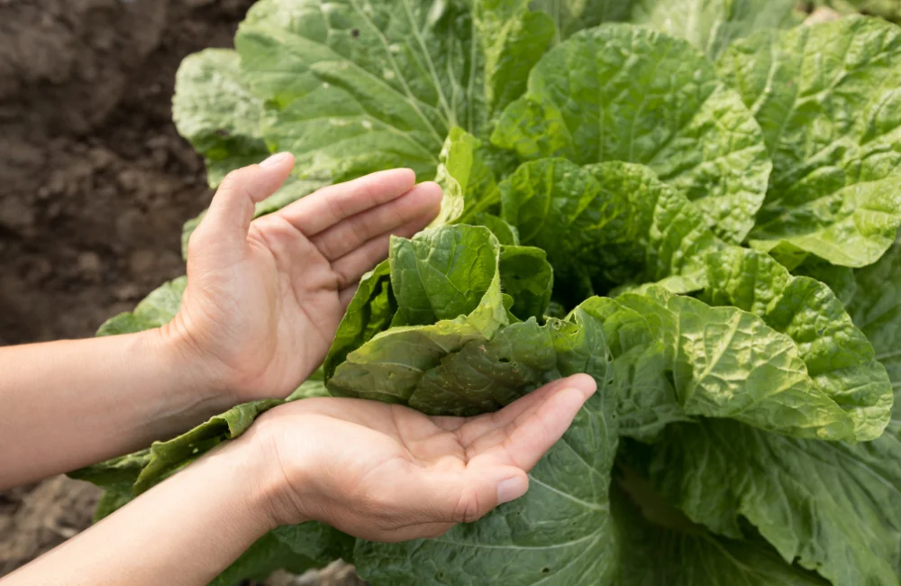 วิธีปลูกผักกาดขาวง่าย ๆ