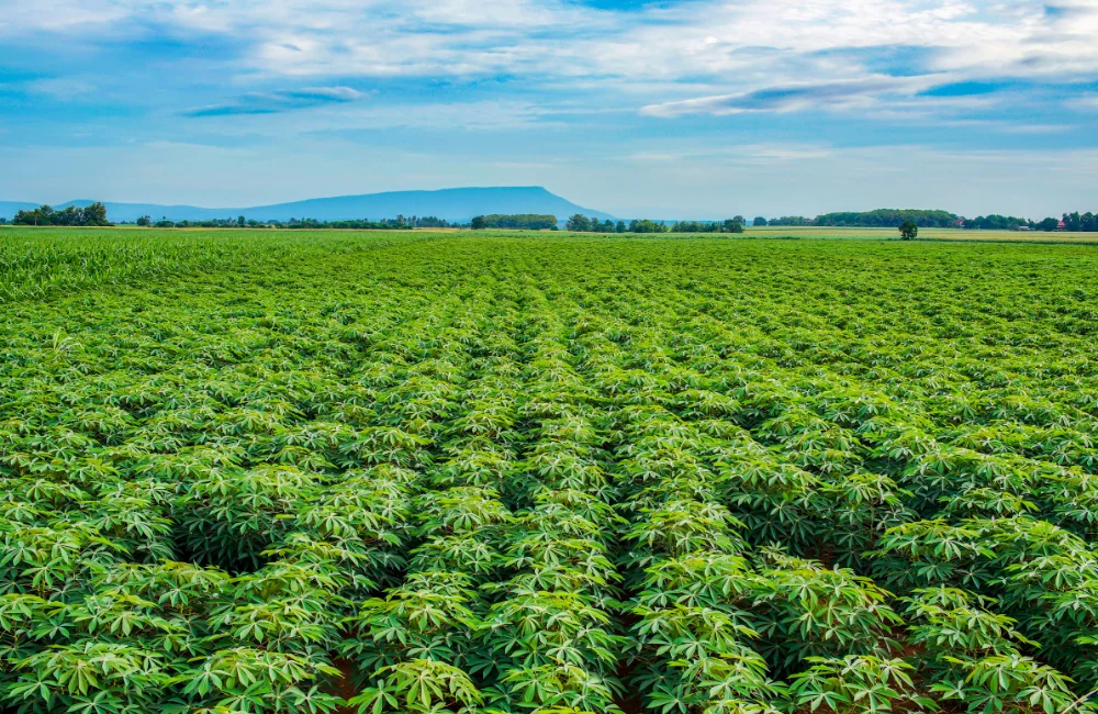 วิธีป้องกันโรคและแมลงศัตรูพืช ในไร่มันสำปะหลัง