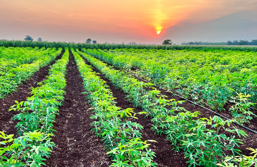 เทคนิคทำไร่มันสำปะหลังสำหรับเกษตรกรมืออาชีพ