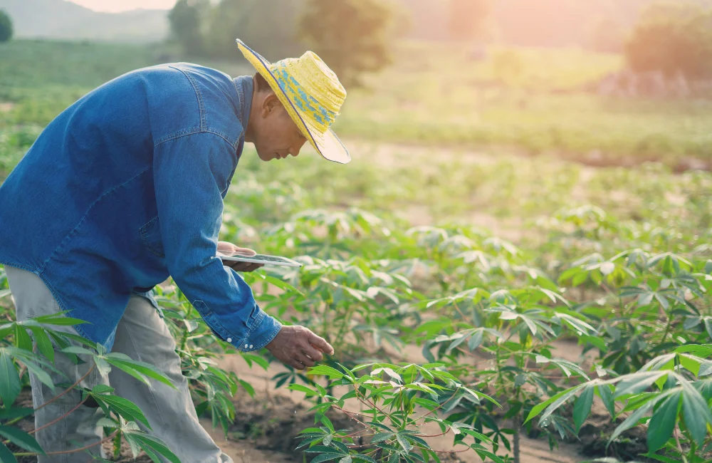 เทคนิคทำไร่มันสำปะหลังให้ได้ผลผลิตสูง