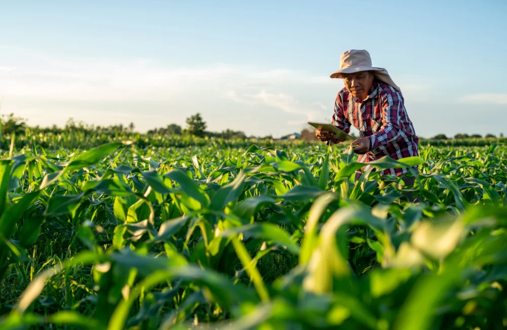 ปลูกอะไรดี