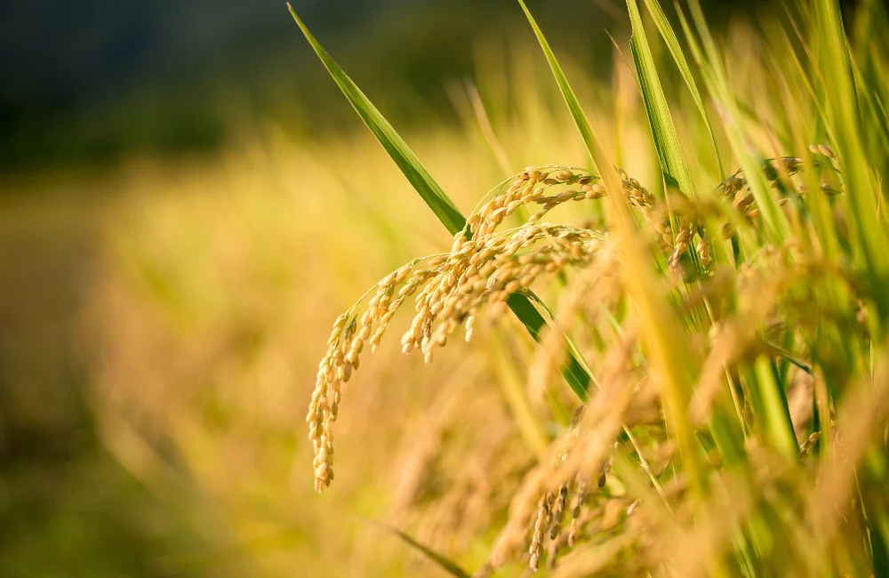 ปลูกข้าวกี่เดือนเก็บเกี่ยว