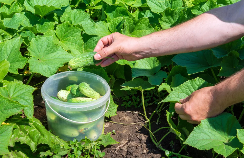 ปลูกอะไรขายดี