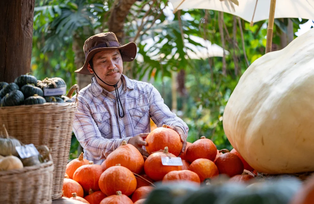 ปลูกฟักทอง)