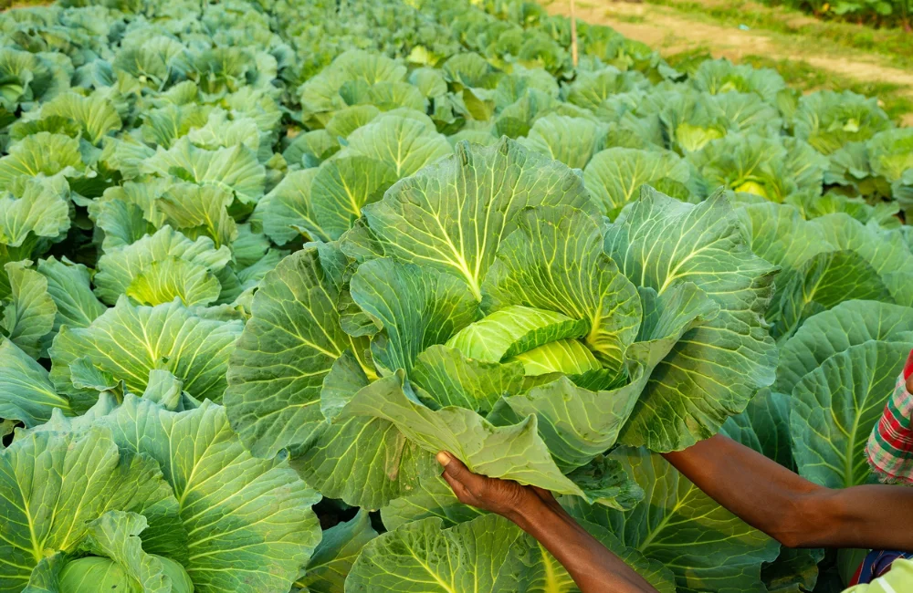 การใช้เทคโนโลยีในงานเกษตร